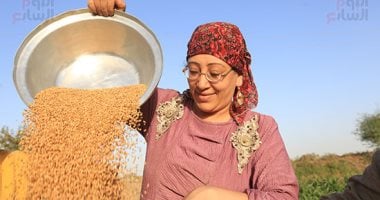 البحوث الزراعية يوصى المزارعين باتباع السياسة الصنفية للقمح لزيادة الإنتاجية