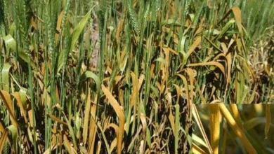 “الزراعة”: بداية شهر هاتور تمثل ذروة الموسم الشتوي واستعداد الأرض لزراعة القمح