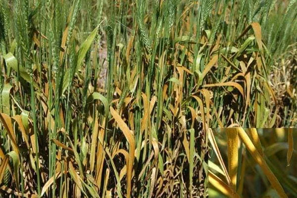 “الزراعة”: بداية شهر هاتور تمثل ذروة الموسم الشتوي واستعداد الأرض لزراعة القمح