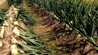 الزراعة تصدر توصيات فنية لمزارعي البصل خلال نوفمبر لزيادة الإنتاج وتحسين الجودة
