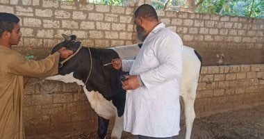 تحصين 137 ألف رأس ماشية بسوهاج ضمن الحملة القومية لمكافحة الحمى القلاعية