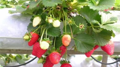 الزراعة: أكثر من مليون شتلة فراولة تم تصديرها خلال أكتوبر