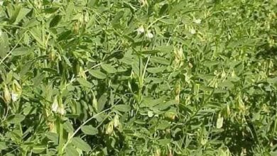 خبير زراعي: العدس محصول شتوي صحي واقتصادي يحقق إنتاجية عالية للمزارعين