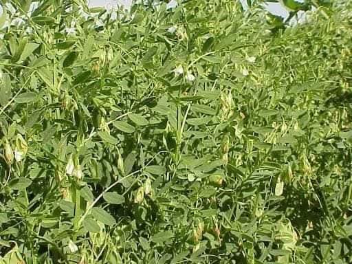 خبير زراعي: العدس محصول شتوي صحي واقتصادي يحقق إنتاجية عالية للمزارعين