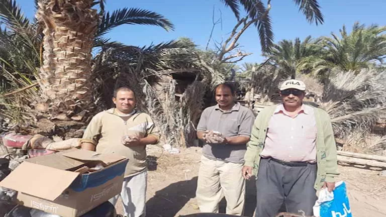 زراعة جنوب سيناء تطلق حملات لمكافحة القوارض