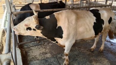 الطب البيطري بالمنوفية يواصل التحصين والتقصي الوبائي ومصر تُصنع لقاح SAT1 محليًا