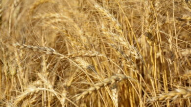 اكتشاف جين جديد في القمح يزيد عدد الحبوب ويضاعف الإنتاج