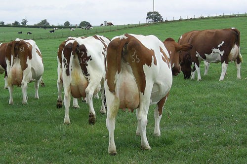 مشروعات تربية الأبقار