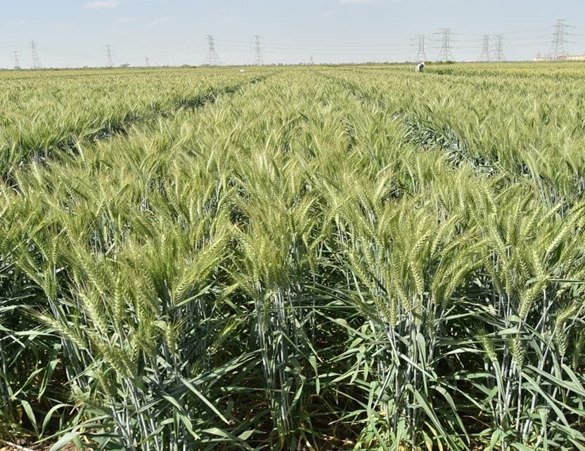 سلالات القمح