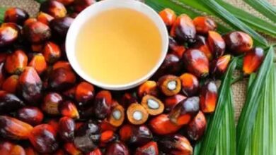 قفزة في صادرات زيت النخيل الإندونيسية بنسبة 43% خلال 2025