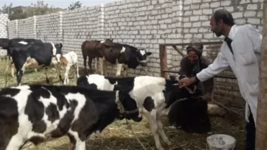 محافظ أسيوط: تحصين 94,406 رأس ماشية عبر 1,288 فرقة بيطرية خلال 4 أسابيع