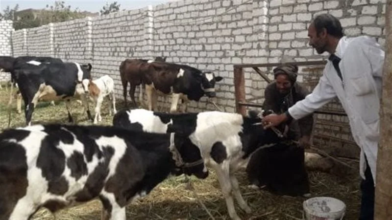 محافظ أسيوط: تحصين 94,406 رأس ماشية عبر 1,288 فرقة بيطرية خلال 4 أسابيع