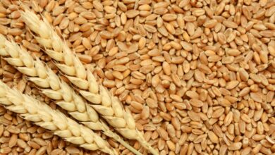 "الزراعة" تكشف عن بحوث جديدة للقمح لمواجهة التغيرات المناخية.. خبراء: تحسين السلالات الطريق الحقيقي لزيادة إنتاج القمح.. أصناف القمح المقاومة للملوحة ستفتح أبواب زراعة جديدة