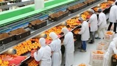 زيادة الصادرات الزراعية المصرية.. خطوة نحو تعزيز الاقتصاد الوطني وتوسيع الأسواق الدولية