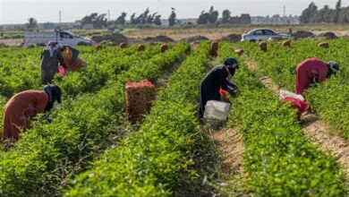 تقرير دولي يؤكد أهمية الزراعة المستدامة بين دول مجموعة العشرين لضمان الأمن الغذائي الإفريقي