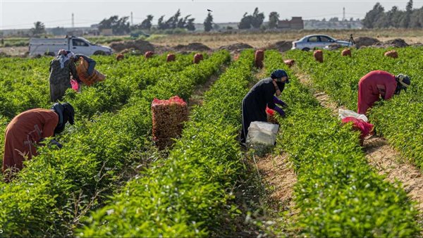 تقرير دولي يؤكد أهمية الزراعة المستدامة بين دول مجموعة العشرين لضمان الأمن الغذائي الإفريقي