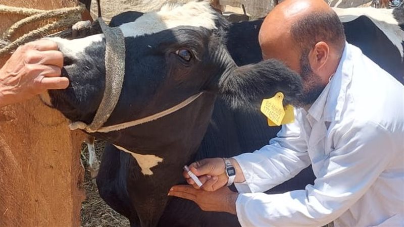 تحصين المواشي ضد الحمى القلاعية