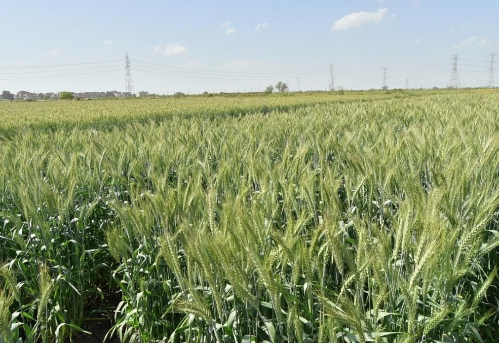 سلالات القمح