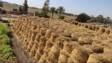 محافظ الشرقية: القضاء على السحابة السوداء أولوية خلال موسم حصاد الأرز