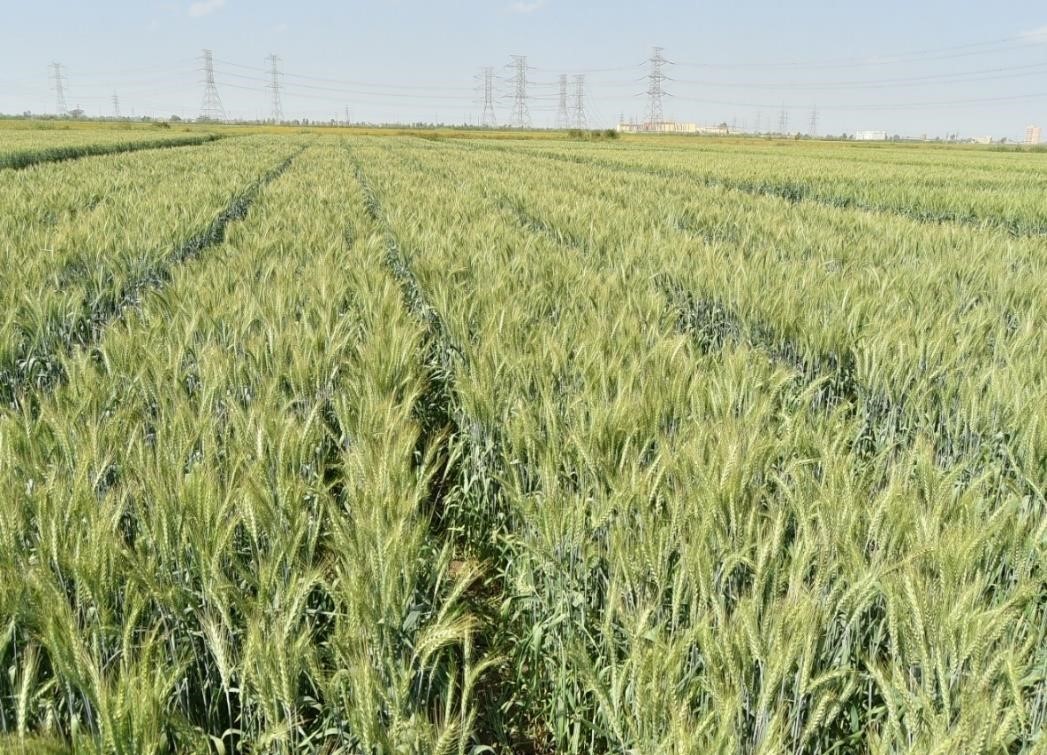 سلالات القمح