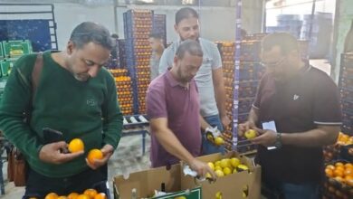 الزراعة تكثف الرقابة على محطات تعبئة الفراولة قبل موسم التصدير