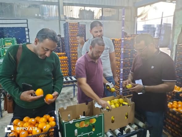 الزراعة تكثف الرقابة على محطات تعبئة الفراولة قبل موسم التصدير