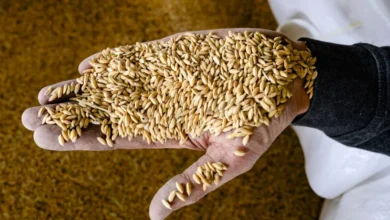 نجاح تجربة زراعة الأرز في سويسرا لمواجهة تغيرات المناخ ودعم الأمن الغذائي