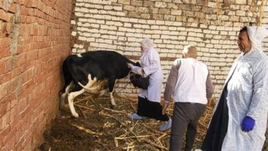 الزراعة تواصل دعم صغار المربين وتطلق قوافل بيطرية مجانية بالقليوبية