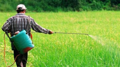 "الزراعة" تحذر من انتشار المبيدات المهربة وغير المسجلة بالأسواق