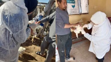 “الزراعة” تواصل برامج التقصي النشط بمزارع وأسواق الدواجن