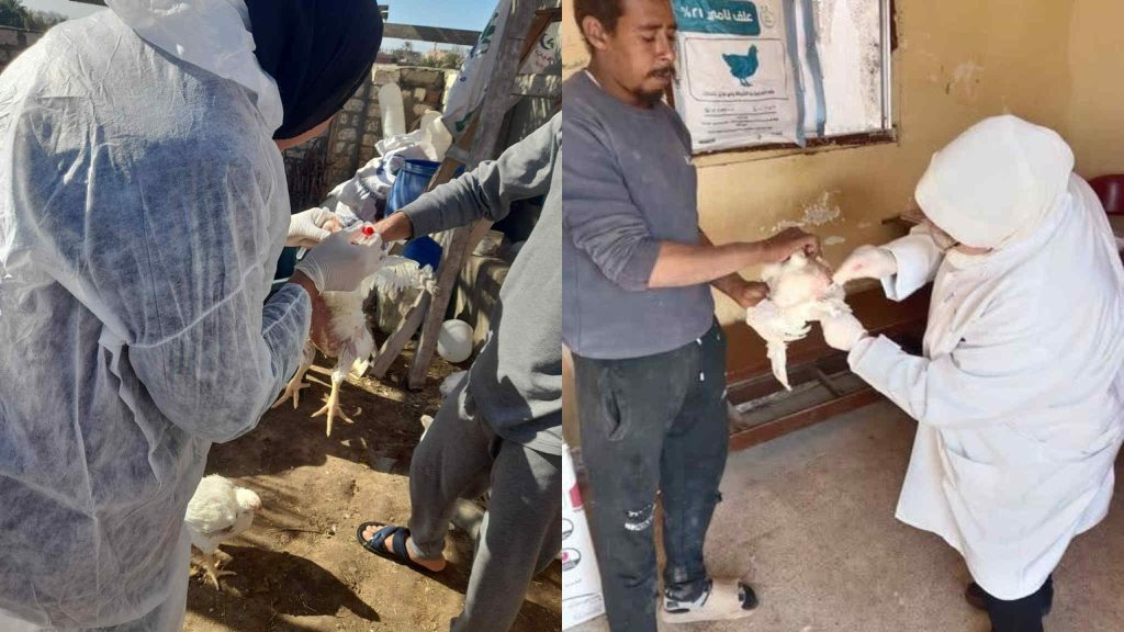 “الزراعة” تواصل برامج التقصي النشط بمزارع وأسواق الدواجن