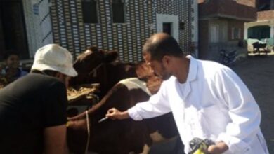 معهد الأمصال ينجح في عزل وتصنيع لقاح محلي لعترة الحمى القلاعية SAT1