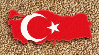 الطقس الجاف يخفض توقعات محصول القمح والشعير في تركيا