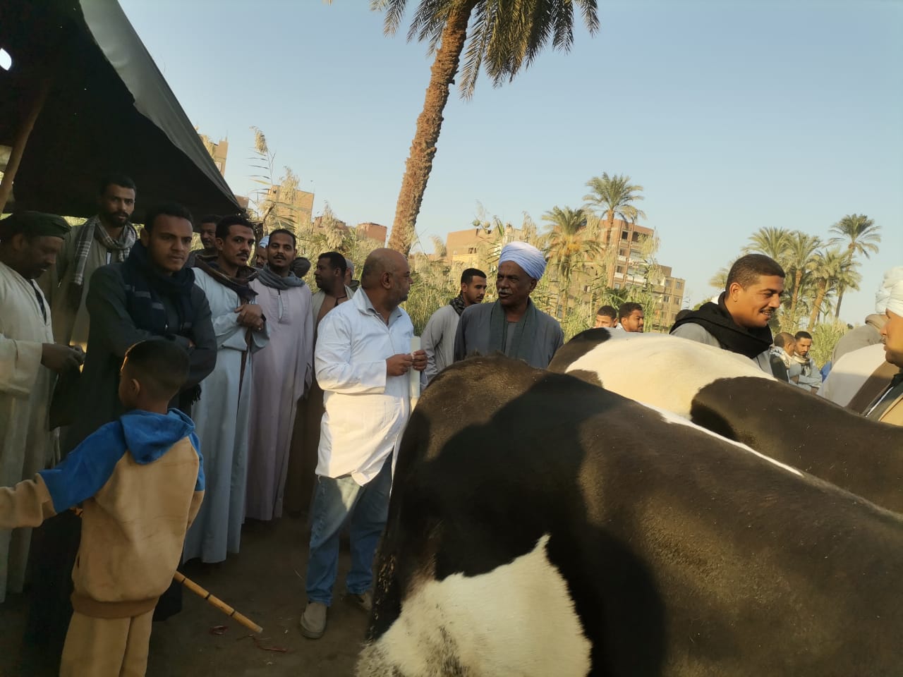 حملات بيطرية علي أسواق الماشية