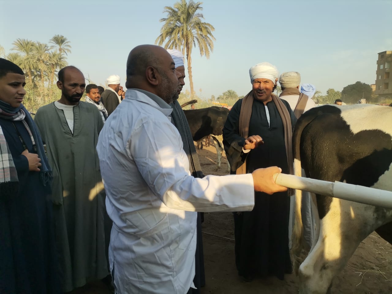 حملات بيطرية علي أسواق الماشية