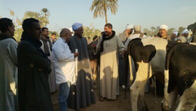 حملات بيطرية علي أسواق الماشية