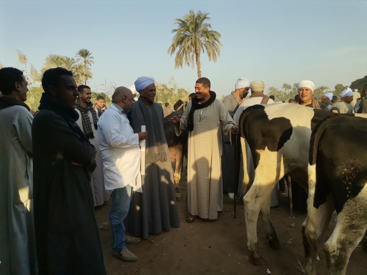 حملات بيطرية علي أسواق الماشية