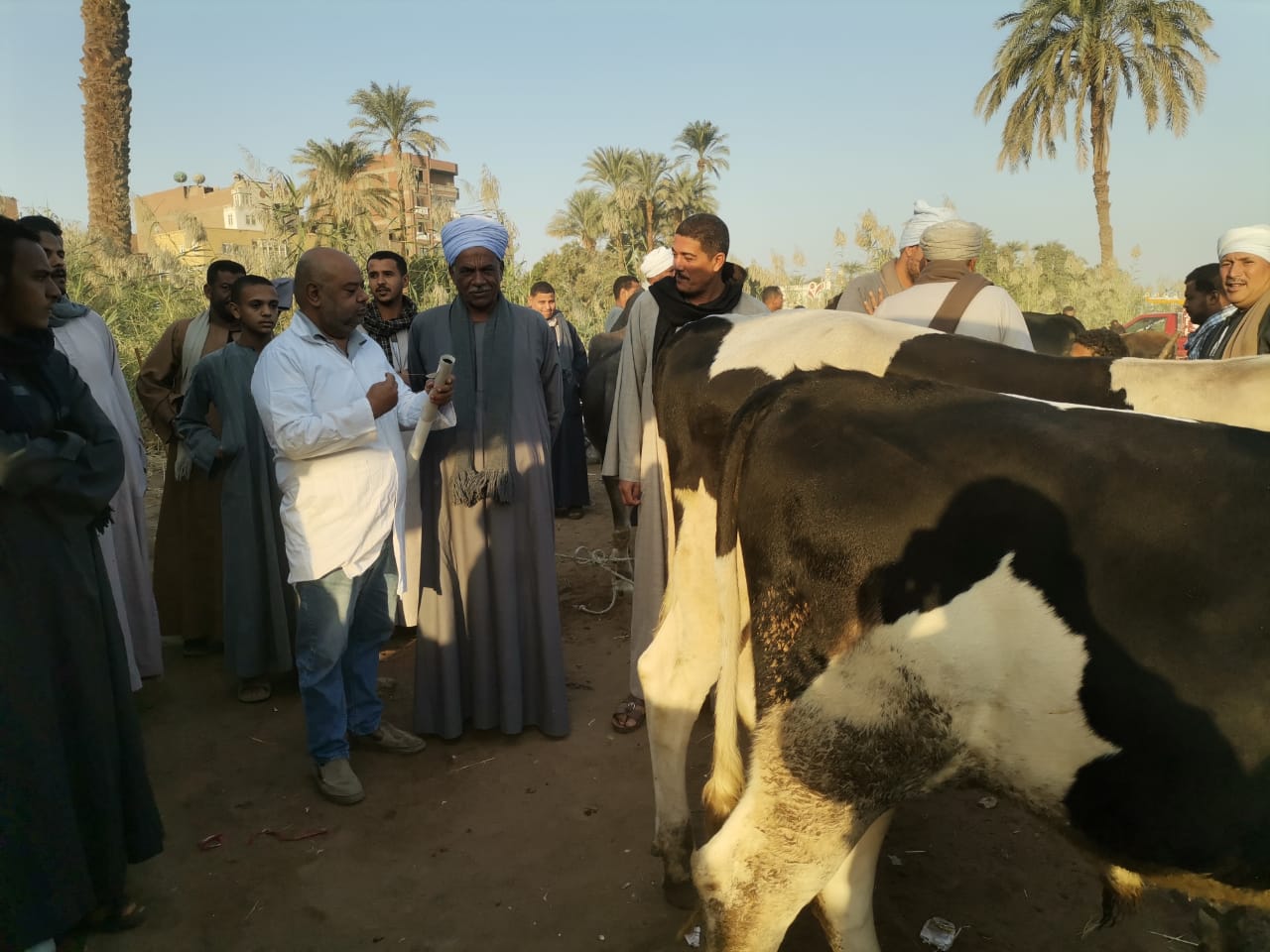 حملات بيطرية علي أسواق الماشية