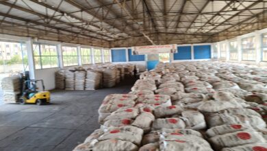 الزراعة تبدأ توزيع تقاوي البطاطس للمزارعين حسب أولوية الحجز