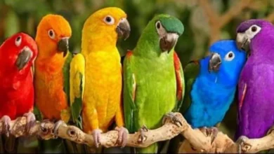 فيروسات الببغاوات