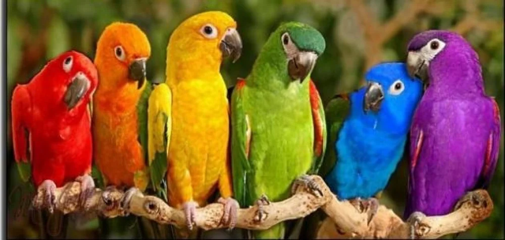 فيروسات الببغاوات