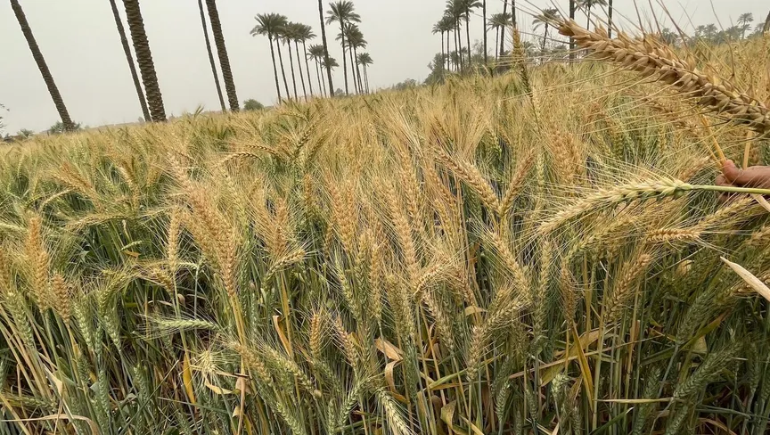 مصر تخطط لزراعة مليون فدان في شمال السودان خلال ثلاث سنوات