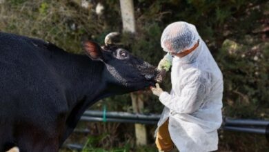وزارة الزراعة تكثّف حملات التحصين ضد الحمى القلاعية وتضيف لقاح SAT1 لحماية الثروة الحيوانية 2025
