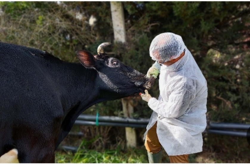 وزارة الزراعة تكثّف حملات التحصين ضد الحمى القلاعية وتضيف لقاح SAT1 لحماية الثروة الحيوانية 2025