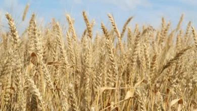 اكتشاف علمي يقلل اعتماد الزراعة على الأسمدة الصناعية