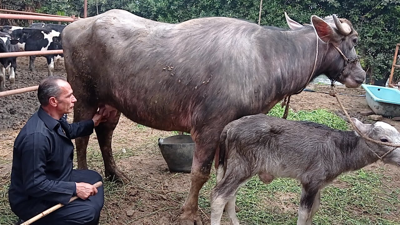 علامات عشر الجاموس البكر