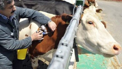 انتشار الحمى القلاعية في مصر