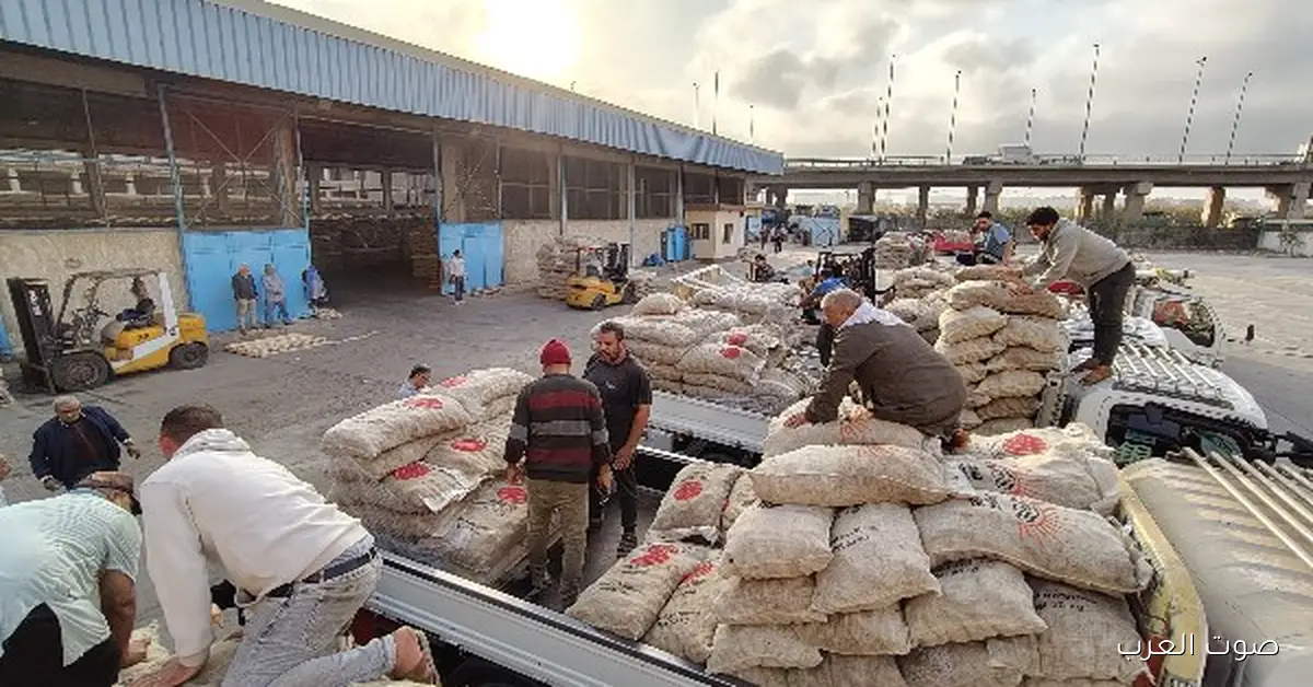 الزراعة تبدأ توزيع تقاوي البطاطس للمزارعين حسب أولوية الحجز