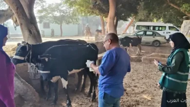 الزراعة توفر علاج وفحص مجاني لـ 3300 رأس ماشية في المنيا