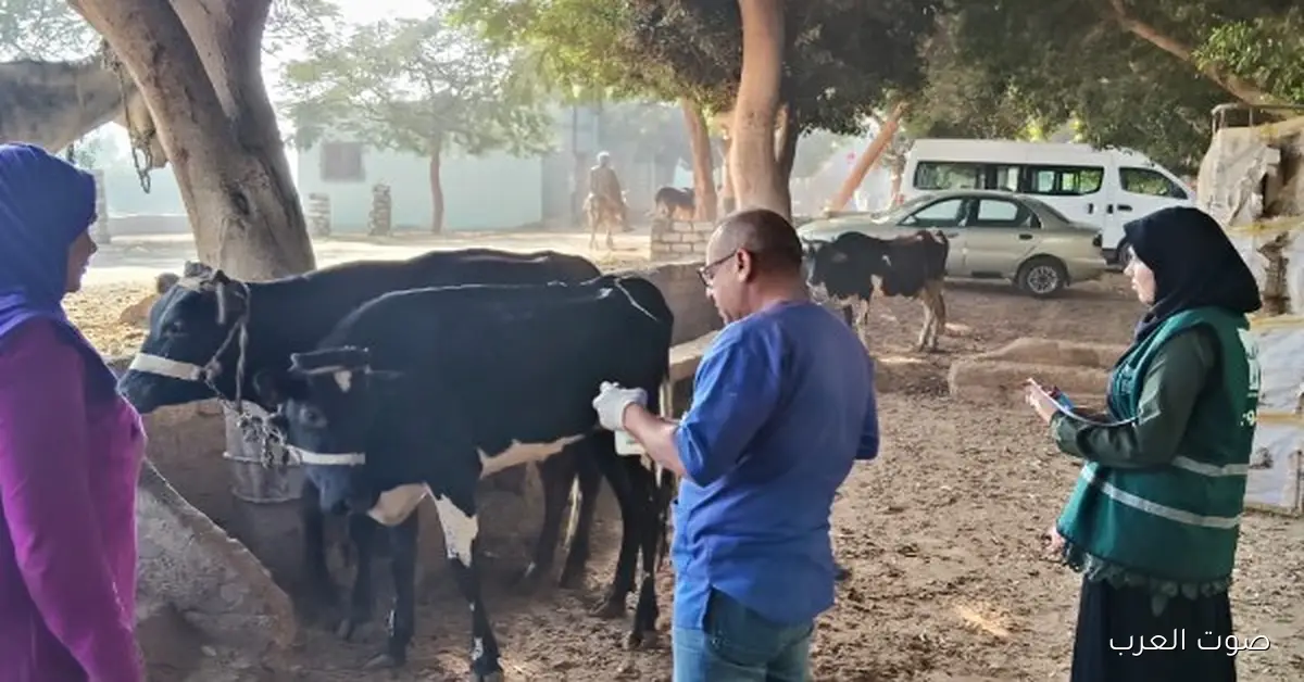 الزراعة توفر علاج وفحص مجاني لـ 3300 رأس ماشية في المنيا